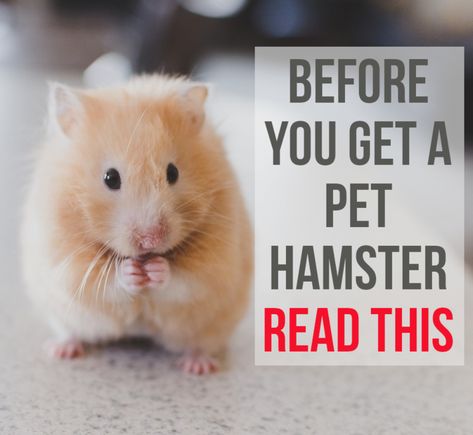 Hamsters As Pets, Hamster Life, Pet Rodents, Pet Hamster, Hamster Care, Hamster Treats, Hamster Eating, Stomach Cramps, Trying To Sleep