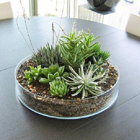 Regalos ecológicos y vivos de mini jardines de plantas crasas sin pinchos. Buen Feng Shui Garden Centerpieces, Miniature Garden Design, Kaktus Dan Sukulen, Garden Centerpiece, Succulent Garden Indoor, Centerpieces Ideas, Succulent Garden Design, Planting Pot, Succulent Garden Diy