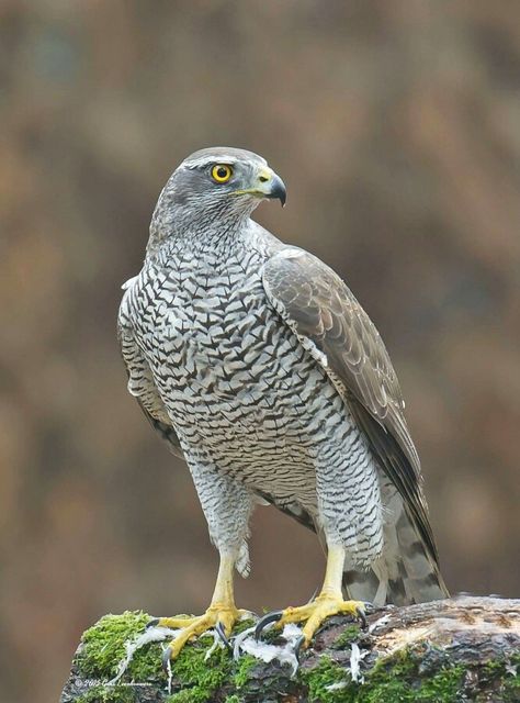 Northern goshawk (Accipiter gentilis) Northern Goshawk, Sparrowhawk, Wolf Spirit Animal, Horses And Dogs, Bird Artwork, Big Bird, Bird Pictures, Colorful Birds, Birds Of Prey