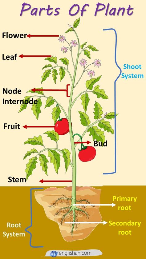 What Are The 7 Parts of A Plant, 6 Parts of A Plant and Their Functions, External Parts Of Plant Stem, What Are The 5 Main Parts Of A Plant And Their Functions Parts Of A Plant And Their Functions, Parts Of Plants Drawing, Parts Of Plants Chart, Parts Of Plant Project, Anatomy Of Plants, Plant Presentation, Bio Project, Facts About Plants, Natural Plant Fertilizer