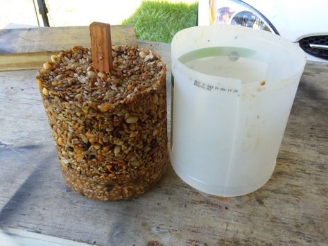 Backyard Birds Feeders, Bird Suet, Suet Cakes, Bird Seed Feeders, Homemade Bird Feeders, Seed Cake, Bird Cakes, Diy Bird Feeder, Diy Birds