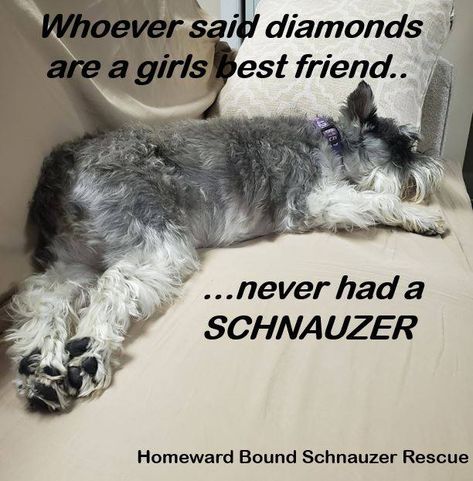 Schnauzers Funny, Dog Remedies, Mini Schnauzers, Miniature Schnauzer Puppies, Very Cute Puppies, Miniature Schnauzers, Schnauzer Puppy, Mini Schnauzer, Best Dog Breeds