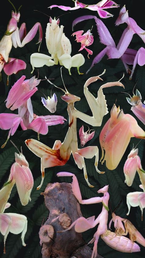 orchid mantis Mantis Wallpaper, Mantis Aesthetic, Prey Mantis, Orchid Mantis, Cool Insects, Bug Art, Exotic Cats, Eco Design, Clay Art Projects