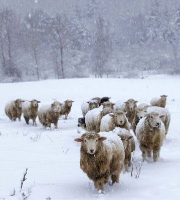 Winter Cottagecore, I Love Winter, Sheep And Lamb, Cute Sheep, Winter Scenery, Winter Beauty, Jolie Photo, Winter Aesthetic, Winter Is Coming