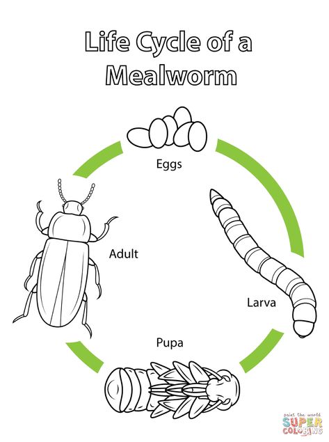 Life Cycle Of A Ladybug, دورة حياة النبات, Life Cycle Worksheet, Life Cycles Preschool, Insect Life Cycle, Ladybug Life Cycle, Education Worksheets, Ladybug Coloring Page, Animal Life Cycles