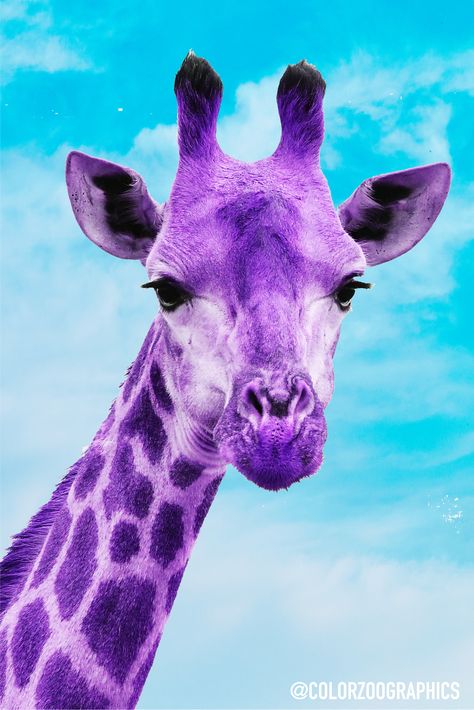 Editted this purple giraffe taking a bit of inspiration from Andy Warhol. Colorful animal artwork with a blue sky Posters Purple, Purple Giraffe, Colorful Quotes, Giraffe Pictures, Animal Artwork, Pop Art Style, Color Quotes, Colorful Animals, Art For Your Home