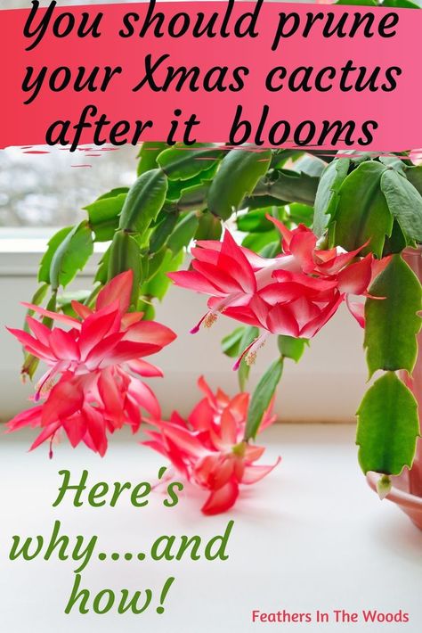 Red Christmas cactus plant blooming in window Christmas Cactus Care, Lush Christmas, Christmas Cactus Plant, Easter Cactus, Thanksgiving Cactus, Holiday Cactus, Tattoo Plant, Attract Hummingbirds, Cactus Care