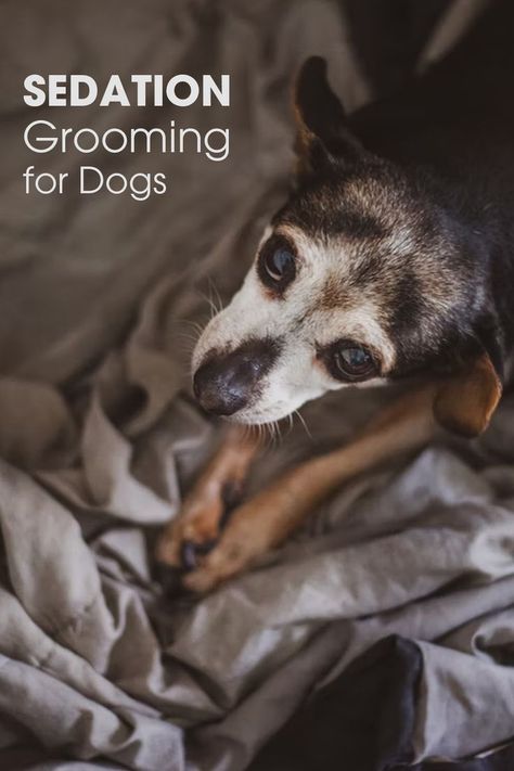 old dog Pet Friendly House, Grooming Salon, Puppy Care, Dog Travel, Canine Companions, Pet Parent, Do Something, Dog Grooming, Your Pet