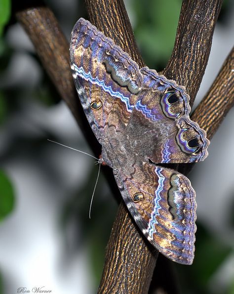 Black Witch Moth (Ascalapha odorata) Witch Moth, Black Witch Moth, Royal Splendid Moth, Gaudy Sphinx Moth, Emperor Moth, Papilionidae Butterfly, Geometry In Nature, Saturniidae Moth Caterpillar, Lycaenidae Butterfly