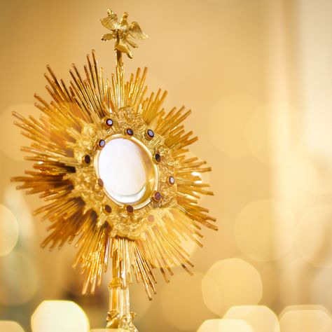 Adoration of the Blessed Sacrament / © Sidney de Almeida / Getty Images #SacredArtandImages #Catholic_Priest #CatholicPriestMedia Eucharistic Adoration, Blessed Sacrament, Prehistoric Wildlife, Bless The Lord, Catholic Priest, Eucharist, Catholic Faith, All Saints, Getty Images