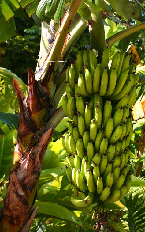 Banana Farm, Unripe Banana, Banana Trees, Raising Farm Animals, Vegetable Pictures, Banana Shake, Medical Herbs, Small Vegetable Gardens, Fruits Photos