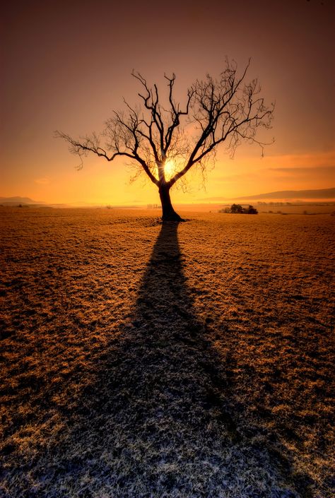 B e a utiful Matka Natura, Belle Nature, Lone Tree, Landscape Designs, A Lone, Jolie Photo, Murcia, Beautiful Tree, Beautiful Sunset