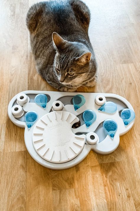 Cat Puzzle Feeder, Cat Puzzle, Homemade Cat, Cat Feeder, Slow Feeder, Cat Room, Cat Wall, Cats Love, Cats Meow