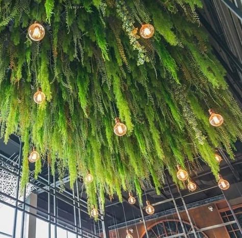 Ceiling Greenery, Greenery Ceiling, Cafe Aesthetics, Trellis Netting, Fall Ceiling, Restaurant Exterior, Plant Window, Metal Grid, Dream Studio