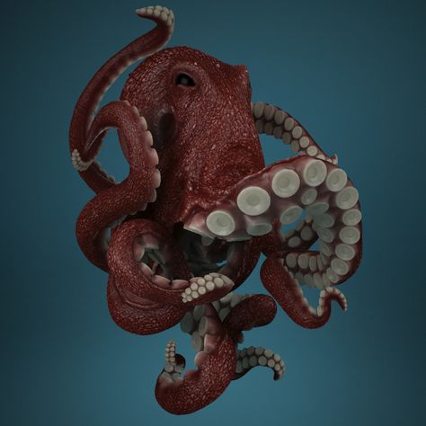 And this is the final image. It is based on two previous models. Octopus Reference, Angry Octopus, Octopus Photography, Octopus Drawing, Octopus Tattoo Design, Octopus Tattoos, Freeze Frame, Octopus Tattoo, Octopus Art