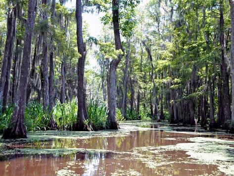 Experience a tour of Louisiana's swamps | Deep South travel inspiration Cypress Island, Cajun Culture, Louisiana Swamp, Lake Pontchartrain, Zoo Ideas, Bald Cypress, The Bayou, Cypress Trees, Deep South