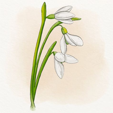 Imbolc Tattoo, Snowdrops Illustration, Snowdrop Illustration, Easter Ceramics, Tetra Pak, Ceramics Ideas, Print Ideas, Spring Day, Color Tattoo