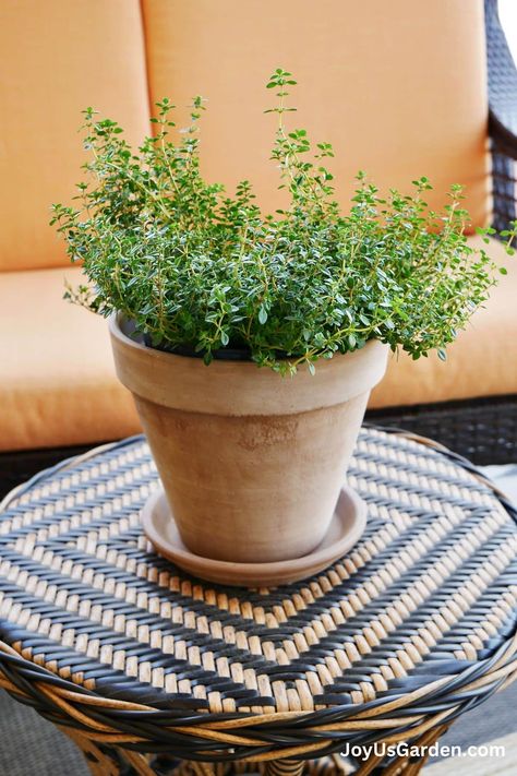 How To Grow Thyme In Pots: Tips For Indoors & Outdoors Herbs In Pots Outdoors, Pot Plants Outdoor, Pot Plants Outdoor Patio, Basil In Pots, Cottagecore Backyard, Garden Ground Cover, Grow Thyme, Gothic Gardens, Hydrangea Shade