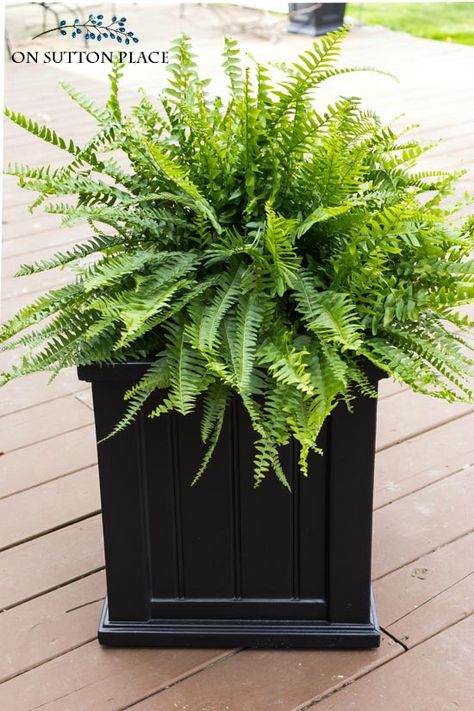 The Easiest Porch Planters Ever | Super simple and fast containers for your porch. In just a few minutes your porch will go from drab to amazing! Fern porch planter | porch container idea | fern planters. Planters At Front Door, Black Planters Front Porch, Black Outdoor Planters Front Doors, Shrubs In Planters Front Doors, Black Front Door Planters, Front Door Pots Plants Entrance Full Sun, Ferns On Front Porch Planters, Front Door Ferns Porch Ideas, Fern On Front Porch