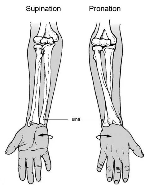 Arm Skeleton Reference, Arm Skeleton Anatomy, Supination And Pronation, Arm Bones Drawing, Forearm Anatomy, Wrist Anatomy, Forearm Bones, Doctor Aesthetic, Arm Anatomy