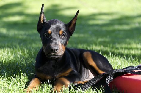 How to Train a Doberman Pinscher Puppy: Milestones & Timeline Doberman Breeders, Doberman Training, European Doberman, Black Doberman, Doberman Pinscher Puppy, Puppy 101, Crate Training Puppy, Puppy Biting, Doberman Puppy