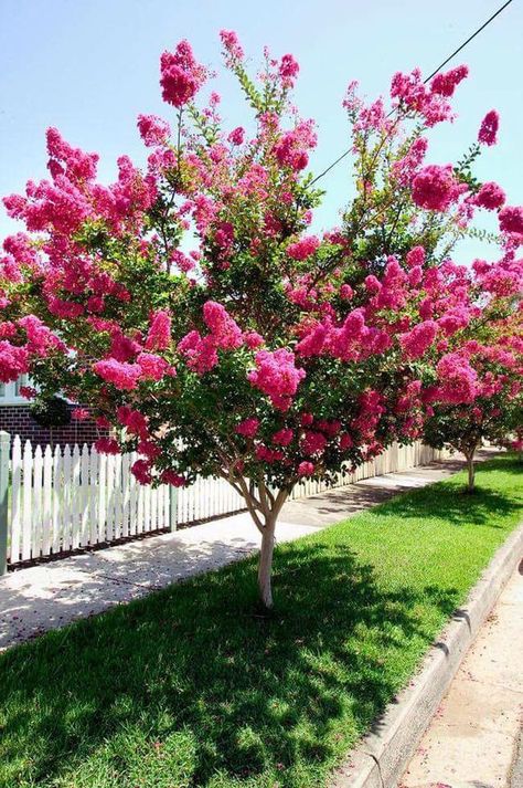 Fast Growing Privacy Shrubs, Crepe Myrtle Trees, Front Yard Flowers, Yard Flowers, Shrubs For Privacy, Shade Tolerant Plants, Myrtle Tree, Natural Fence, Crepe Myrtle