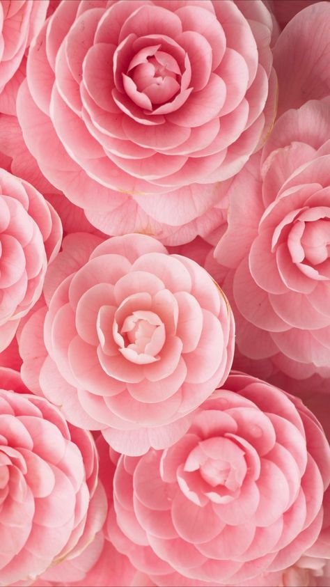 Tout Rose, Baby Pink Aesthetic, Rose Wall, Trendy Flowers, Flower Background Wallpaper, Pastel Flowers, Rose Wallpaper, Jolie Photo, Think Pink