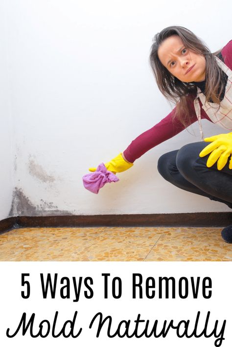 Time to make black mold a problem of the past with these natural mold killers. Remove mold with safe cleaning products found in your pantry. Diy Black Mold Remover, Natural Mold Killer, Diy Mold Remover, Clean Black Mold, Simply Juice, Remove Black Mold, House Mold, Clean Kitchen Cabinets, Cleaning Mold