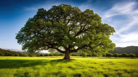 beautiful big old tree in the field , Tree In A Field, Big Old Tree, Old Tree, Big Tree, The Field, Free Photos, Royalty Free Stock Photos, For Free, Stock Photos