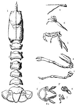 Lobster Reference, Lobster Anatomy, Lobster Drawing, Fish Reference, Spiny Lobster, Rock Lobster, Animal Anatomy, Ocean Design, Crustaceans