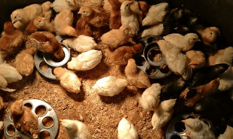 What To Feed Baby Chicks, Chia Seeds Protein, Vegetable Scraps, Chocolate Apples, Chicken Farming, Backyard Chicken Farming, Baby Chickens, Food Scraps, Chicken Feed