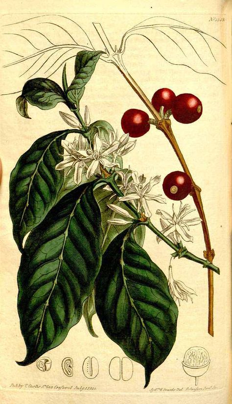 The arabica plant is pivotal to what we do. We have a similar illustration in a few of our shops. Coffee Tattoo, Robusta Coffee, Coffea Arabica, Coffee Tree, Coffee Drawing, Coffee Flower, Coffee Painting, Coffee Plant, Coffee Poster