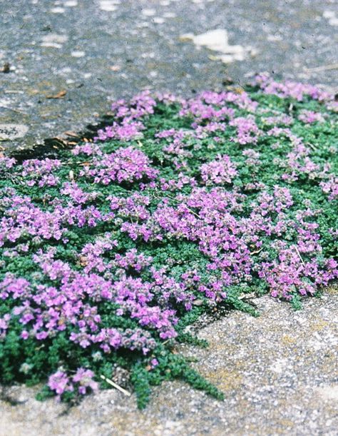 Elfin Thyme Elfin Thyme, Autumn Design, Garden Shrubs, Ground Cover Plants, Ornamental Grasses, Planting Bulbs, Autumn Garden, Plant Design, Ground Cover