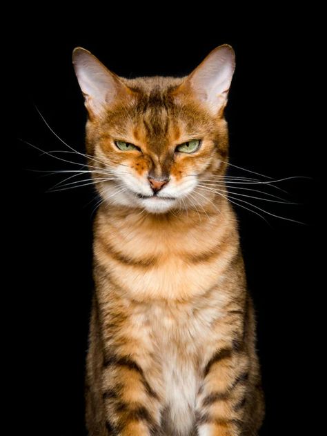 Photographer Captures the Many Humorous Expressions of Cats | PetaPixel Cat Expressions, Výtvarné Reference, Cat Reference, Cat Pose, Seni 3d, Airbrush Art, Haiwan Peliharaan, Cat Photography, Cat Wallpaper