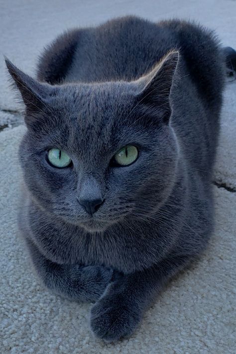 Blue Russian Cat, British Blue Cat, Russian Blue Kitten, Russian Cat, Cat With Green Eyes, Chartreux Cat, Dream's Cat, Russian Blue Cat, Gray Cat