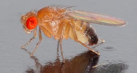 A hit of dopamine brings back that loving feeling for old fruit flies: http://ow.ly/P0m5u Future Science, Fly Control, Fruit Fly, Mad Science, Weird Science, Fly Traps, Fruit Flies, Le Male, News Magazine