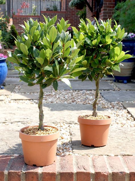 Potted Trees Patio, Bay Leaf Tree, Bay Laurel Tree, Bay Trees, Laurel Tree, Bay Tree, Topiary Garden, Herb Garden Design, Wooden Steps