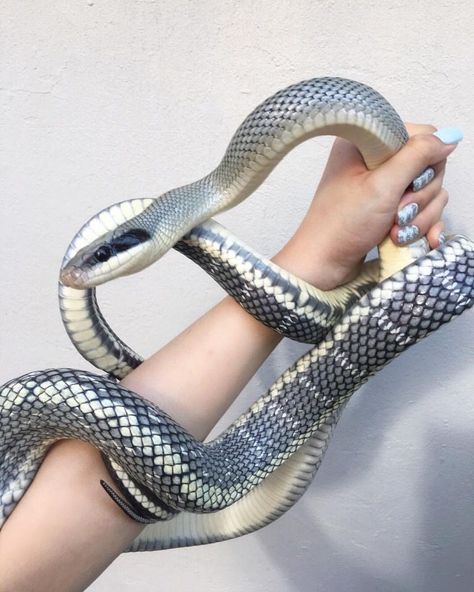 Kito (Derogatory) || BlackLivesMatter on Twitter: "Viatnamese blue beauty snake appreciation post💙💙💙💙… " Cool Snakes, Rat Snake, Pretty Snakes, Reptile Room, Reptile Tank, Corn Snake, Snake Lovers, Cute Reptiles, Cute Snake