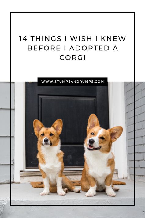 Corgi Welsh Pembroke, Corgi Care Tips, Corgi Memes Funny, Pembrook Welsh Corgi, Corgies Puppy, Corgi Haircut Styles, Corgi Grooming Styles, Baby Corgi Puppies, Corgi Tips