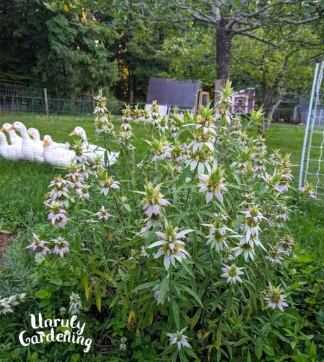 Grow & Use Spotted Bee Balm (Horsemint) - Unruly Gardening Bee Balm Plant, Backyard Beehive, Bee Balm Flower, Herbal Tea Garden, Backyard Sanctuary, Pollinator Plants, Bees And Butterflies, Native Plant Gardening, Perennial Border