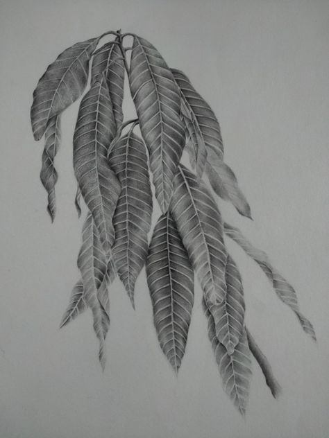 Mango Leaf Drawing, Mango Leaves Drawing, Nature Study Sketch, Leaves Drawing Pencil, Nature Study Drawing Sketch, Foliage Drawing, Ink Shading, Mango Plant, Mango Flower