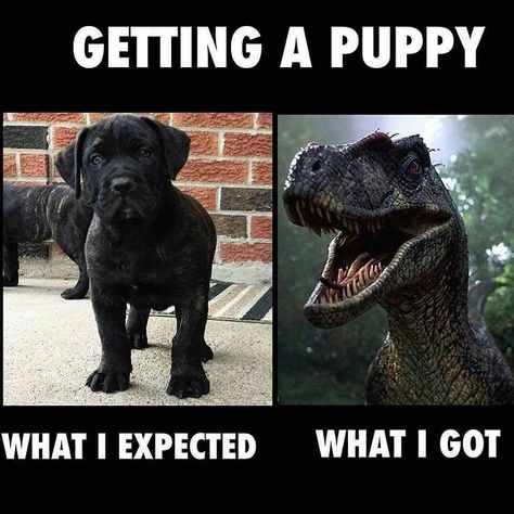 Who can relate? Tag a friend - - - - #yyc #yycdogs #meme #dogdaycare #velociraptor #puppies Puppy Training Biting, Black Dogs, Dog Behavior Problems, Puppy Biting, Getting A Puppy, Training Your Puppy, Cat Training, Puppy Care, Dog Obedience