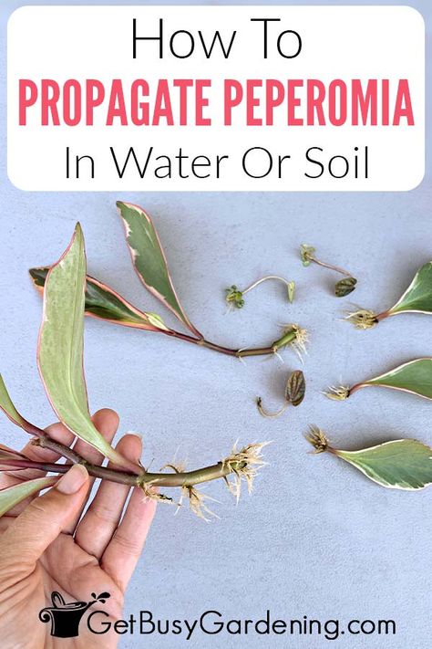 Whether you have the peperomia watermelon, hope, obtusifolia, or any of the other many varieties, it’s easy to multiply them right at home. Even a beginner can master peperomia propagation with my easy guide and the tips I’ve shared. Get step by step instructions on propagating peperomia in water and soil, and how to use both single leaves and stem cuttings. You’ll know what supplies you need to get started, how long it may take, and get tips on transitioning them into pots when you’re done. Propagating Peperomia, Peperomia Propagation, Propagate Peperomia, Peperomia Watermelon, Propagate Rosemary, Peperomia Plant, Rooting Hormone, Plant Propagation, Rubber Plant