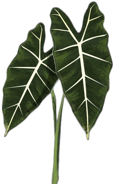 Alocasia Tattoo, Tattoos