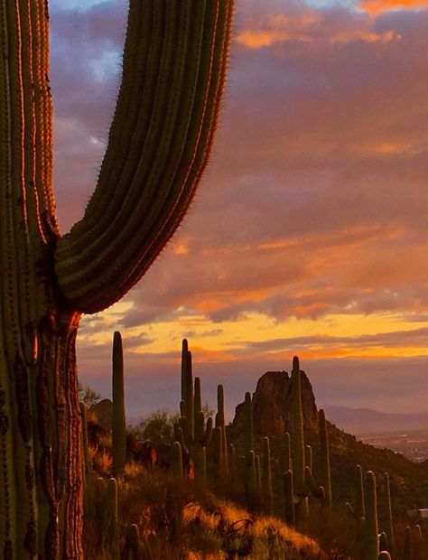 Sedona Landscape, Rock N Roll Aesthetic, Inspiring Nature, Dark Desert, Desert Highway, Desert Landscapes, Mountain Travel, Desert Landscaping, Sedona