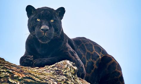 Photos: Black Jaguar’s Rare Glistening Rosette Coat Looks Like ‘Printed Silk’ Black Jaguar Animal, Panther Cub, Jaguar Animal, Cat Sanctuary, Black Jaguar, Pet Dragon, Beautiful Cat Breeds, Animal Sanctuary, Big Cat