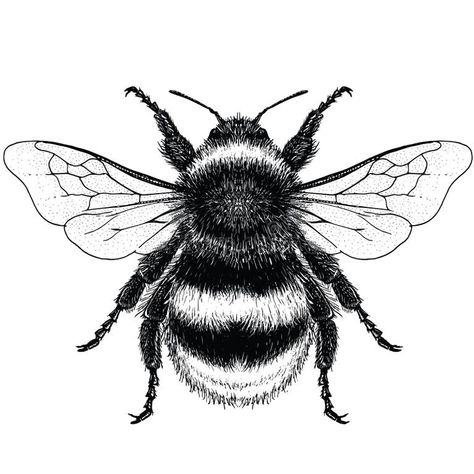 Bumble Bee Stock Illustrations – 12,659 Bumble Bee Stock Illustrations, Vectors & Clipart - Dreamstime Bumble Bee Clipart, Bumble Bee Tattoo, Insect Coloring Pages, Bee Wings, Bee Drawing, Insect Tattoo, Bee Illustration, Bee Tattoo, Dot Work Tattoo