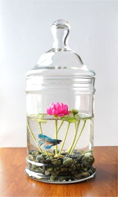 Diy Fish Bowl Ideas, Air Plants Diy, Water Terrarium, Tanaman Air, Taman Air, Succulent Garden Indoor, Indoor Water Garden, نباتات منزلية, Garden Solutions