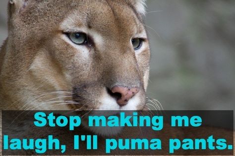 This is the best one LOL XD ~~ 17 Brilliant Animal Puns That Are Definitely Not Kitten Around Puma Pictures, Animal Puns, Most Beautiful Animals, Mountain Lion, Large Cats, Weird Art, Beautiful Animals, Endangered Species, Wild Life