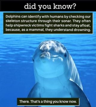 Did you know? Dolphins can identify with humans by checking our skeleton structure through their sonar. They often help shipwreck victims fight sharks and stay afloat, because, as a mammal, they understand drowning. There. That's a thing you know now. – popular memes on the site ifunny.co Weird Animal Facts, Animal Facts, Weird Animals, Animal Memes, Cute Funny Animals, Animals Friends, Animal Kingdom, Animals Beautiful